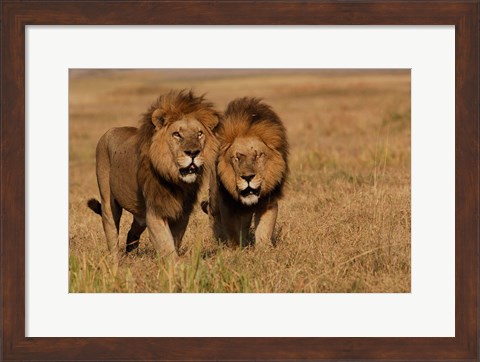 Framed Lions, Duba Pride Males, Duba Plains, Okavango Delta, Botswana Print