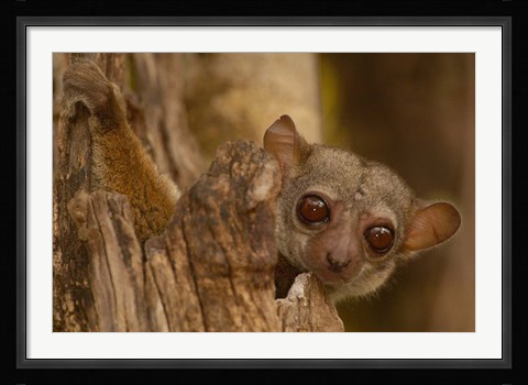 Framed Milne-Edwards sifaka primate, Ankarafantsika, Madagascar Print