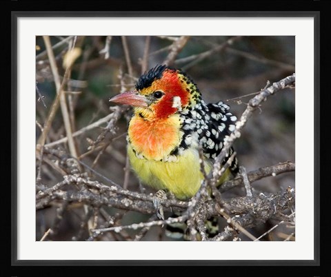 Framed Kenya. Red and yellow barbet bird on tree limb Print