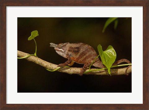 Framed Lesser chameleon lizard, crop fields. MADAGASCAR Print
