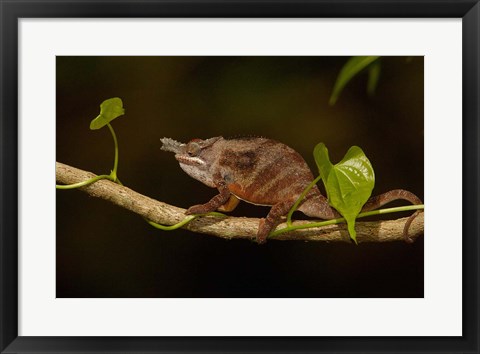Framed Lesser chameleon lizard, crop fields. MADAGASCAR Print
