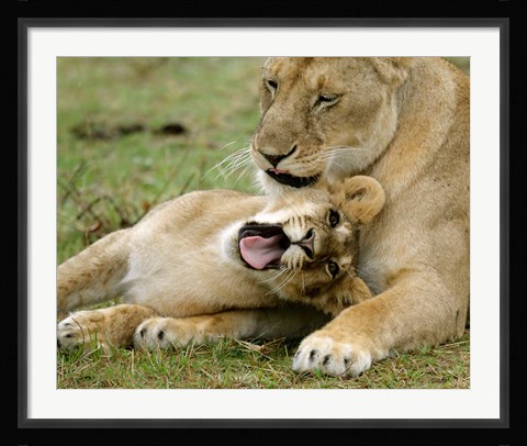 Framed Kenya, Masai Mara, Keekorok Lodge. African lions Print