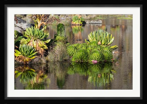 Framed Plants of the water's edge, Mount Kenya National Park, Kenya Print