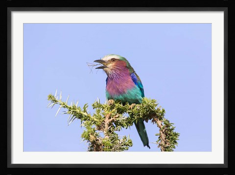 Framed Lilac-breasted Roller with a walking stick insect, Serengeti, Tanzania Print