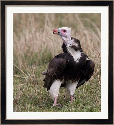 Framed Kenya. White-headed vulture standing in grass. Print