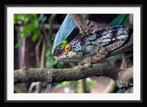 Framed Chameleon on tree limb, Madagascar Print