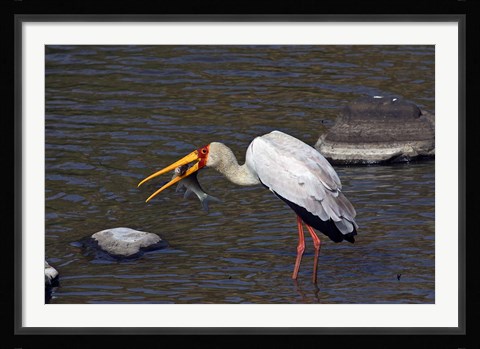 Framed Kenya, Masai Mara. Yellow-billed stork, fish prey Print