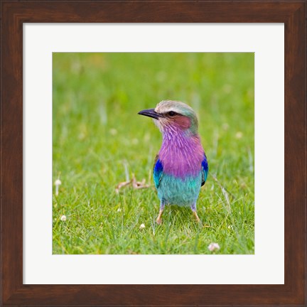 Framed Kenya. Lilac-breasted Roller bird, Lake Naivasha Print
