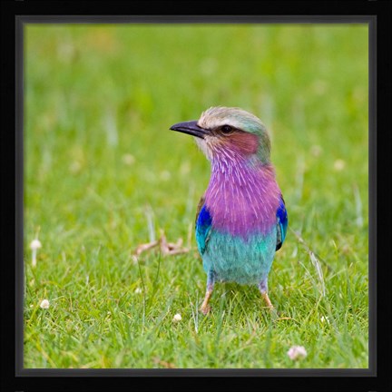 Framed Kenya. Lilac-breasted Roller bird, Lake Naivasha Print