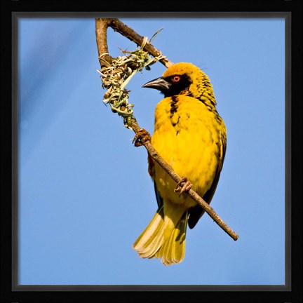 Framed Masked Weaver bird, Drakensberg, South Africa Print