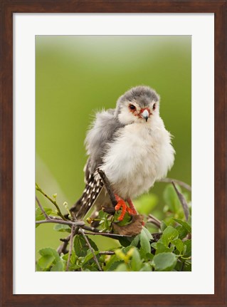 Framed Pygmy Falcon, Samburu Game Reserve, Kenya Print