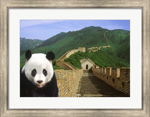 Framed Panda at the Great Wall of China Print
