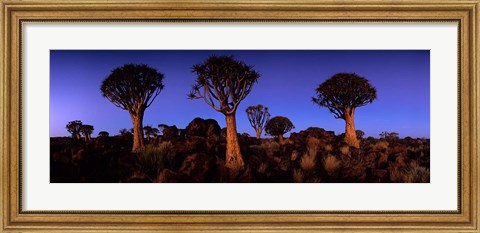 Framed Namibia, Keetmanshoop, Quiver Tree, Kokerboomwoud Print