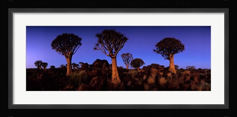 Framed Namibia, Keetmanshoop, Quiver Tree, Kokerboomwoud Print