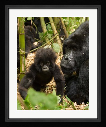 Framed Adult and baby Gorilla, Volcanoes National Park, Rwanda Print