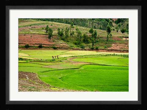 Framed People working in green rice fields, Madagascar Print