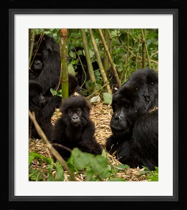 Framed Group of Gorillas, Volcanoes National Park, Rwanda Print