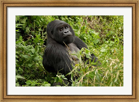 Framed Mountain Gorilla, Volcanoes National Park, Rwanda Print