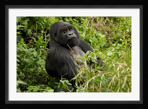 Framed Mountain Gorilla, Volcanoes National Park, Rwanda Print