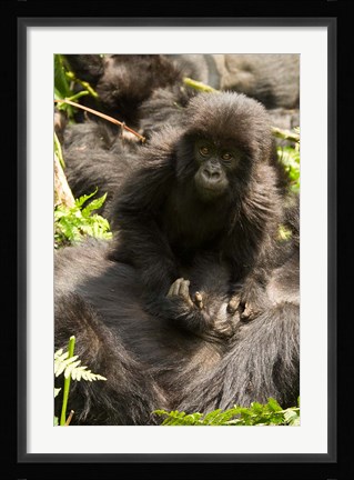 Framed Baby Mountain Gorilla, Volcanoes National Park, Rwanda Print