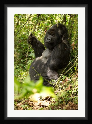 Framed Gorilla holding a vine, Volcanoes National Park, Rwanda Print
