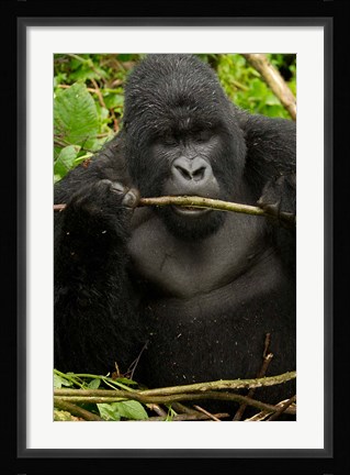 Framed Gorilla chewing, Volcanoes National Park, Rwanda Print
