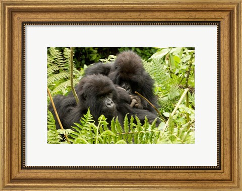 Framed Pair of Gorillas, Volcanoes National Park, Rwanda Print