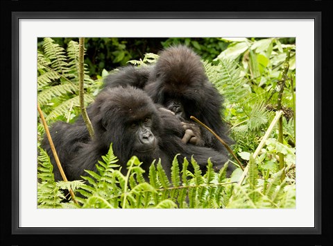 Framed Pair of Gorillas, Volcanoes National Park, Rwanda Print