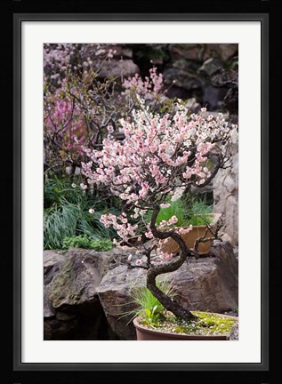Framed Pink spring blooms on tree, Yu Yuan Gardens, Shanghai, China Print