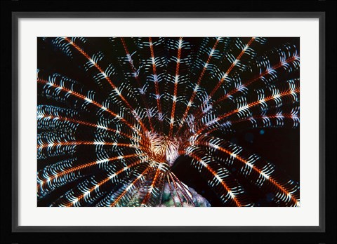 Framed Open Sea Fan, Red Sea, Egypt Print