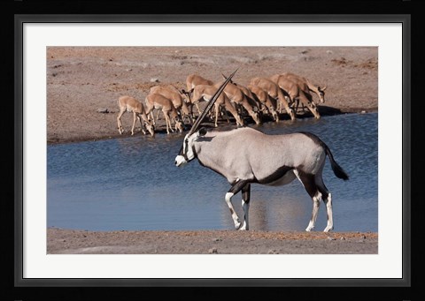 Framed Namibia, Etosha NP, Chudop, Oryx, black-faced impala Print