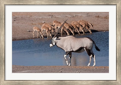 Framed Namibia, Etosha NP, Chudop, Oryx, black-faced impala Print