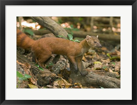 Framed N. Ringtail Mongoose wildlife, Ankarana NP, Madagascar Print