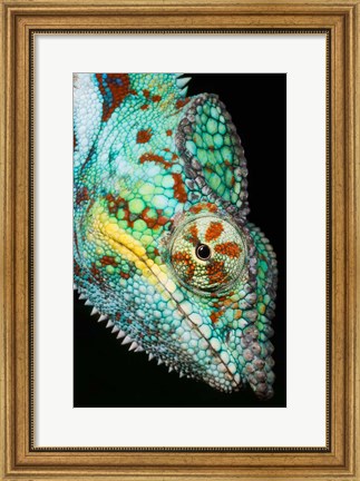 Framed Panther Chameleon, Western Madagascar Print