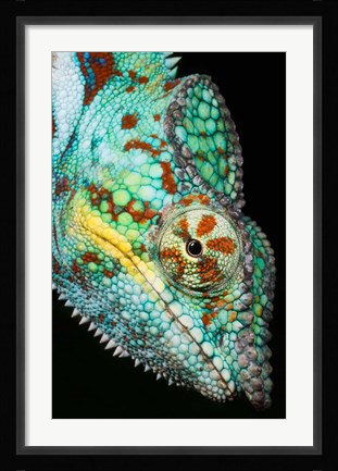 Framed Panther Chameleon, Western Madagascar Print