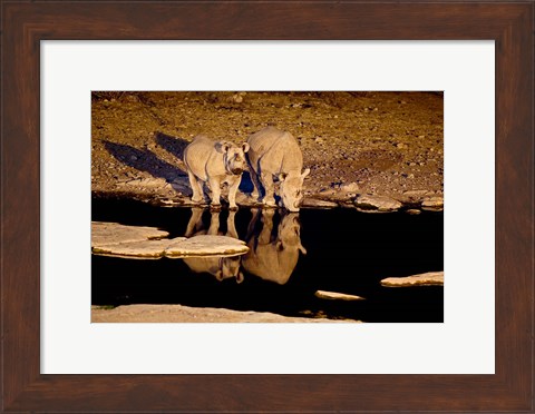Framed Namibia, Etosha NP, Black Rhino wildlife, waterhole Print