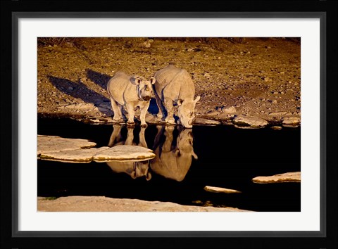 Framed Namibia, Etosha NP, Black Rhino wildlife, waterhole Print