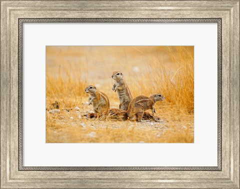 Framed Namibia, Etosha NP. Cape Ground Squirrel Print