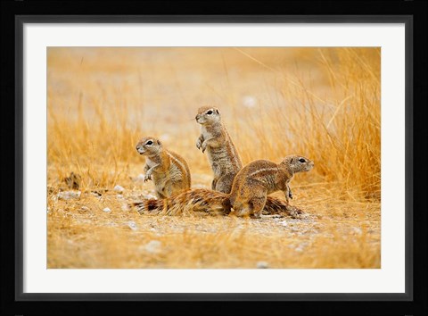 Framed Namibia, Etosha NP. Cape Ground Squirrel Print