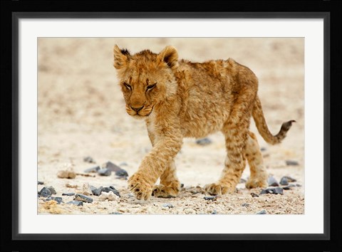 Framed Namibia, Etosha NP. Lion, Stoney ground Print
