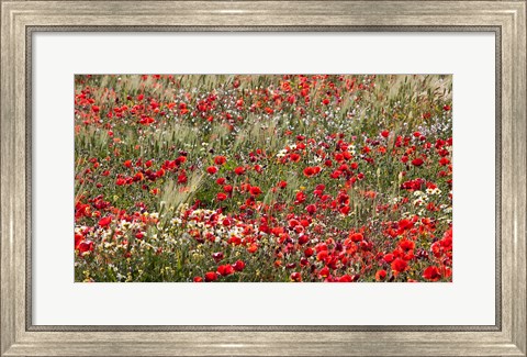 Framed Poppy Wildflowers in Southern Morocco Print