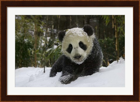 Framed Panda Cub on Tree in Snow, Wolong, Sichuan, China Print