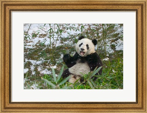 Framed Panda Eating Bamboo on Snow, Wolong, Sichuan, China Print