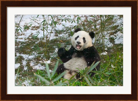 Framed Panda Eating Bamboo on Snow, Wolong, Sichuan, China Print