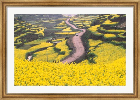 Framed Mountain Path Covered by Canola Fields, China Print