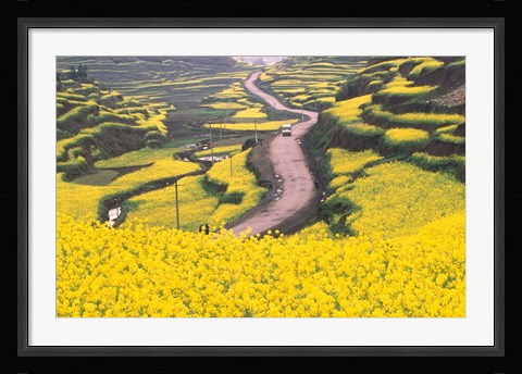 Framed Mountain Path Covered by Canola Fields, China Print