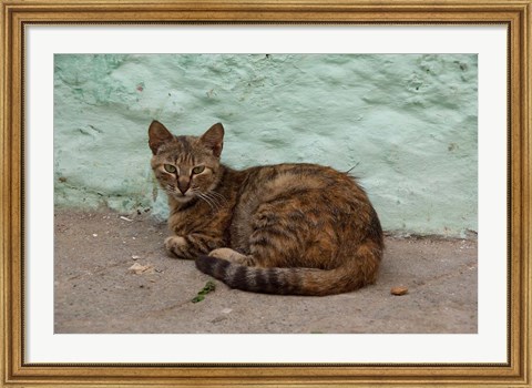 Framed Morocco, Tetouan, Medina of TEtouan, Alley cat Print