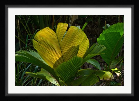 Framed Palm Flora on Praslin Island, Seychelles Print