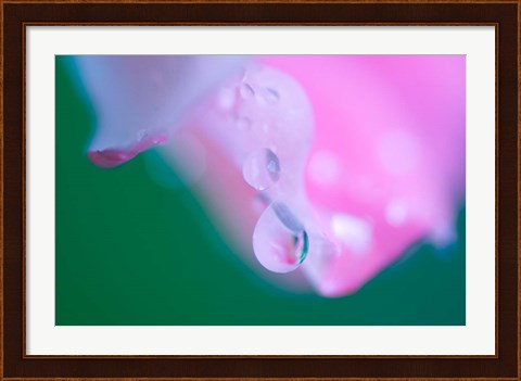 Framed Petals with Drops of Rain Print