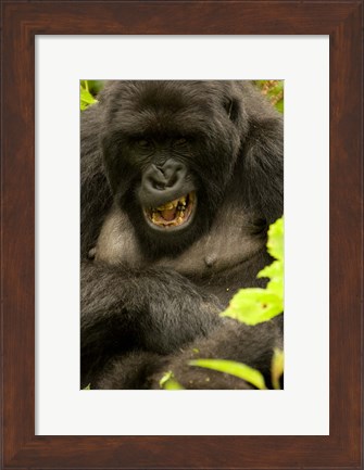 Framed Mountain Gorilla, Volcanoes NP, Rwanda Print